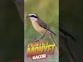 Download Lagu Burung Pentet Monyet Gacor