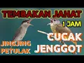 Lagu 🔴 MASTERAN BURUNG MUDAH DITIRU GACORR DORR❗❗KICAU JINGJING PETULAK KOMBINASI CUCAK JENGGOT❗