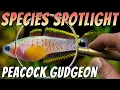 Download Lagu Pauwgrondel/Grondgrondel - Tateurndina ocellicauda - Zoetwatergrondel Aquariumvisprofiel