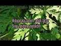 Download Lagu Gung galih - grubug gering lirik lagu bali lawas