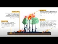 MODULE 1 Fundamentals of Forest Fire Management