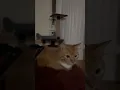Download Lagu Boing boing #cat #meme