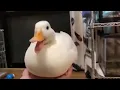 Duck quacks out a Rickroll (Original)