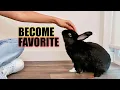 Lagu How Rabbits Choose Their Favorite Person