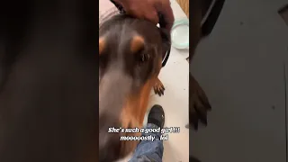 #fyp #dream #vlog #pets #doberman #sailing