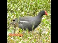 Download Lagu Suara pikat burung Mandar batu durasi panjang dan kompilasi dari 3 suara burung mandar