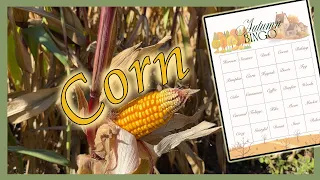 Autumn Bingo Vlog - Corn