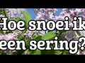 Hoe snoei ik een sering?