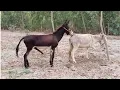 Donkey mating Hours Fist time Fist time New