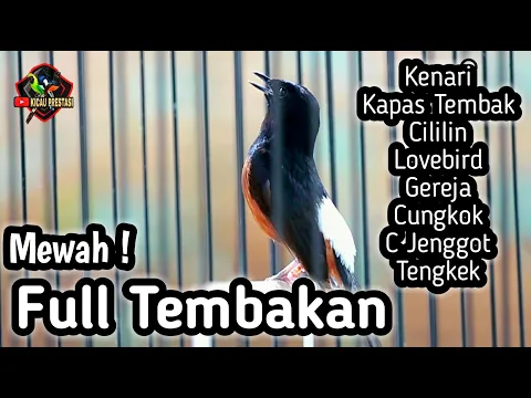 Download MP3 MASTERAN MURAI BATU FULL ISIAN TEMBAKAN CILILIN KENARI KAPAS TEMBAK CUNGKOK GEREJA LOVEBIRD TENGKEK