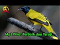 Download Lagu Suara Tarung Kutilang Sutra/ Percang. Mp3 Pikat Terbaik Paling Ampuh Sudah Terbukti oleh Pemikat