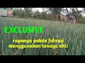 Download Lagu Ada apa di kebun perantau hebat ini sungguh tak terduga teryata‼️
