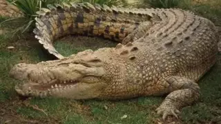 صوت التمساح المرعب 