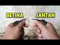 Download Lagu CARA MEMBEDAKAN PIJANTUNG PISANG JANTAN DAN BETINA  💯% AKURAT