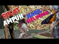 Download Lagu suara pikat murai air dan murai batu terbaru