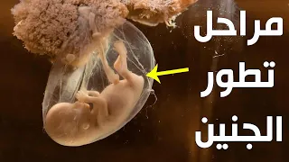 شاهد مراحل تكون الجنين من الأسبوع الأول إلى مرحله الولاده مشاهد تراها لأول مرة 