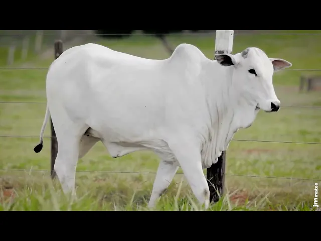 Novilha Nelore AFOM - 6105