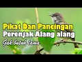 Download Lagu suara pikat burung ciblek alang alang paling ampuh mp3 durasi panjang.
