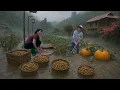 Download Lagu Hidup Tanpa Jaringan Listrik saat Hujan Lebat: Memanen Kacang Tanah \u0026 Menyelamatkan Ladang Kami...