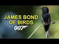 Download Lagu Burung Kolibri Jacobin Hitam Berpakaian untuk Beraksi