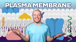The Cell Membrane Explained (Everything You Need)