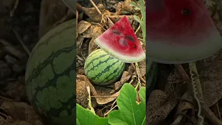 يالله يا بطيخ اطفال ابداع تصوير تمثيل اغاني ا رقصات 