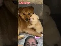 Download Lagu Deep love between mother and child #short #puppy #deeplove