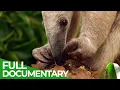 Download Lagu Wild Colombia - Fantastic Creatures | The Lost Eden | Free Documentary Nature