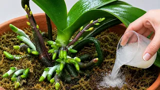Just 1 Cup a Week! Orchids Grow Strong Roots and Bloom Again and Again