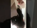 Stormi the Black Turkish Angora Cat