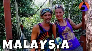 Taman Negara jungle trekking and flash flood [Malaysia]