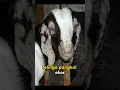 Download Lagu edisi penyakit yang umum menyerang ternak (scabies)