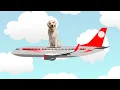 Boeing - Flying Pets