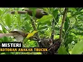 Download Lagu burung trucukan || begini trucukan memberi makan anaknya di alam liar || bird life in the wild