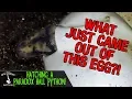 HATCHING A PARADOX BALL PYTHON what is a paradox