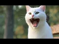Male cat calling female Male cat in heat sounds cat in heat sound Male cat mating call sound effect