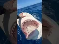 Download Lagu Snapping Tiger Shark😮 #shark #tigershark #sharkteeth #sharks