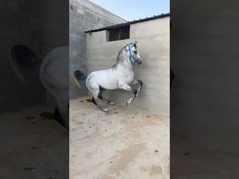 حصاني الجديد ادهم❤️🔥