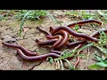 Download Lagu Hunting Big Millipede and Cute Turtle - Berburu Luwing kaki seribu dan kura kura