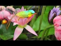 Download Lagu RESTORATION OF THE NERVOUS SYSTEM 🌿 Gentle music, calms the nervous system and pleases the soul