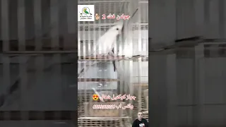 كوكتيل باجمل الأنواع جميل دندنها