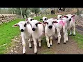 Lagu CACA MARICA OH ANAK KAMBING SAYA HAPPY AMMY
