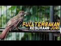 Download Lagu KAPAS TEMBAK FULL TEMBAKAN KESUKAAN JURI! KAPAS TEMBAK GACOR!
