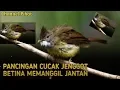 Download Lagu Suara pikat cucak jenggot betina RIBUT memanggil jantan|| suara pikat cucak jenggot JERNIH AMPUH MP3 MP3