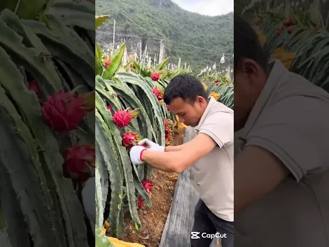 Fresh Fruits Harvest #harvest harv