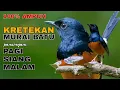 Download Lagu AMPUH! Kretekan Murai Batu Untuk Pancingan Pagi, Siang, Sore Maupun Malam Hari - Menaikan Emosi