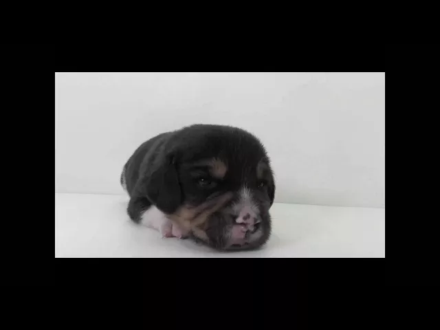動画