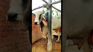 1 in 3 big bulls never have anyone know