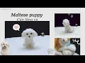 Maltese dog amigurumi crochet tutorial realistic dog pattern moc chu cun long xu nicrochet