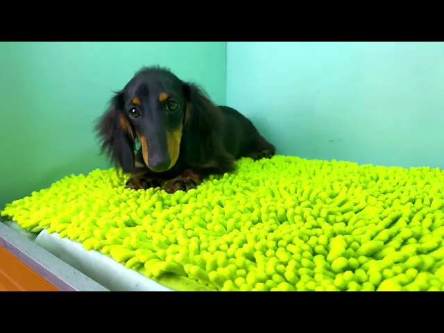 動画